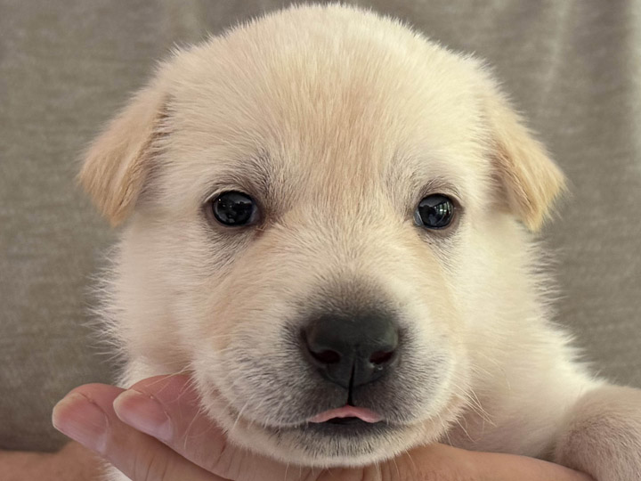 chinook puppy